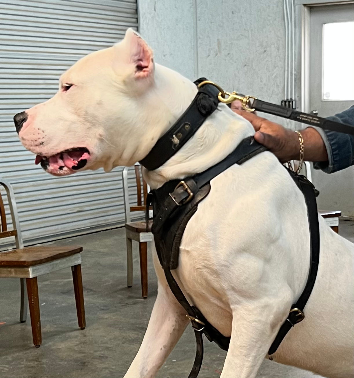 Working Dog Harness - Biothane Dog Harness (Medium/Large: 26" - 34" Girth Size)