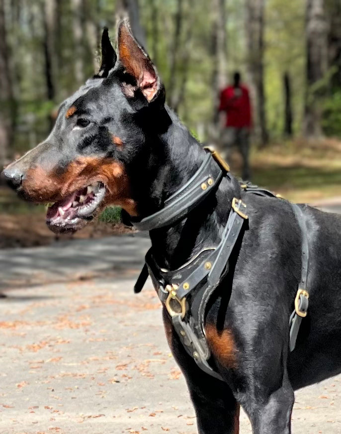 Working Dog Harness - Biothane Dog Harness (Medium/Large: 26" - 34" Girth Size)