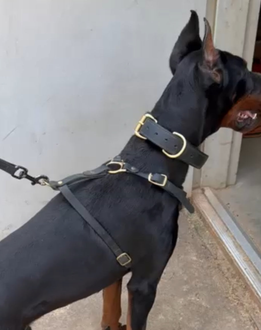 Working Dog Harness - Biothane Dog Harness (Medium/Large: 26" - 34" Girth Size)
